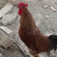 خروس محلی