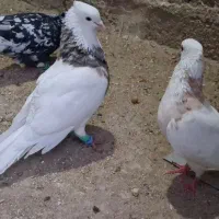 طوقی