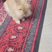 خرگوش نژاد جرسی