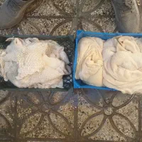 سیرابی گوسفندی