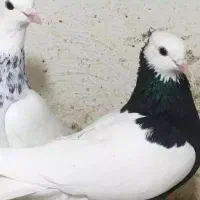 سوال در رابطه با مریضی کبوتر