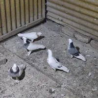کبوتر طوقی و ۲عدد گرفتنی