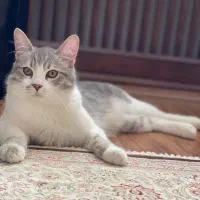 گربه|گربه|مشهد, فارغ التحصیلان|دیوار