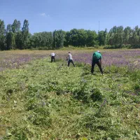 یونچه سلماس روستایی سنجی