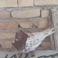 کفتر|پرنده|جهرم, |دیوار