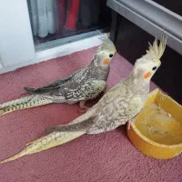 عروس هلندی