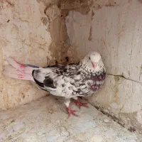 کفتر|پرنده|فردوسیه, |دیوار