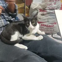 گربه واگذاری