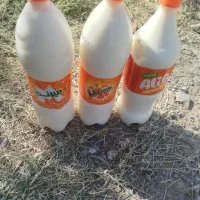 شیر تازه گاو فروشی در منوجان...