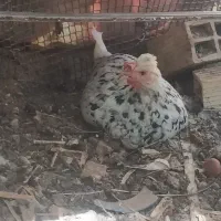 مرغ گلین اماده کرچ
