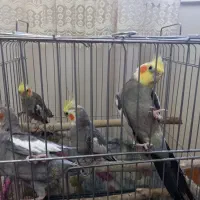 عروس هلندی