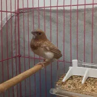 فنچ بنگالی  اورجینال حنایی نر