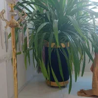 پاندانوس ۲ متری بزرگ