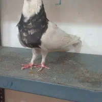 دوعدد طوق نر