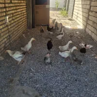 مرغ خروس مرغابی غاز بوقلمون
