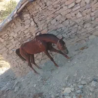 اسب