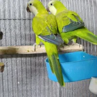 پرنده راحب