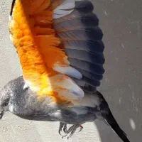 کفتر یا کبوتر