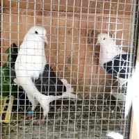 کبوتر