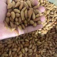 الوک تازه کوهی بادام تلخ