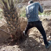 باغبانی و کشاورزی