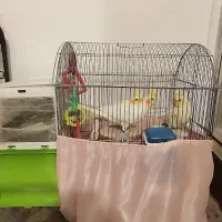 سه قطعه عروس هلندی لوتینو جفت و جوجه شون