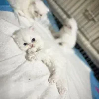 گربه|گربه|بابل, |دیوار