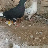 نر پلنگ گرفتنی