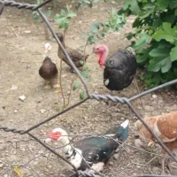 بوقلمون و اردک اسرائیلی