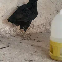 مرغ لاری