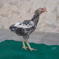 مرغ و خروس لاری