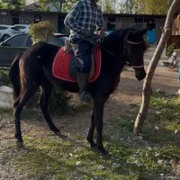 مادیان دوسر ترکمن خالص