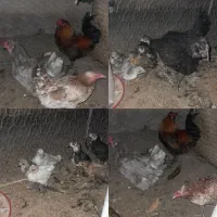 پرنده