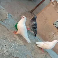 کبوتر