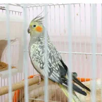 عروس ماده مولد