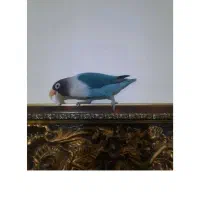 طوطی برزیلی هفت رنگ زببا