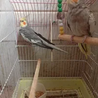 عروس هلندی