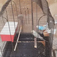 قفس