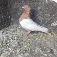 سینه سرخ. سینه سیاه .شهری