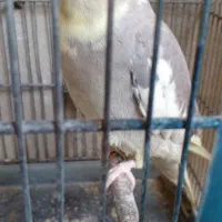 عروس ماده  سهره
