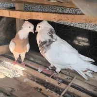 کبوتر توقی
