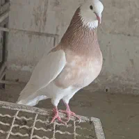 کبوتر یا کفتر طوقی