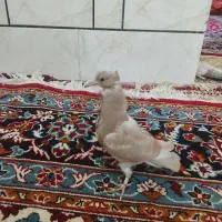 جوجه قرمز کاکلی پر پا