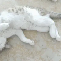 واگزاری رایگان