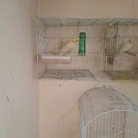 عروس هلندی جفت آماده