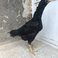 ۴ عدد مرغ لاری
