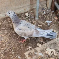 کفتر سرور