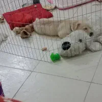 سگ اشپیتز پامر ۵ ماهه