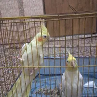 یک جفت عروس هلندی مولد