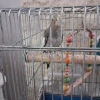عروس هلندی ماده